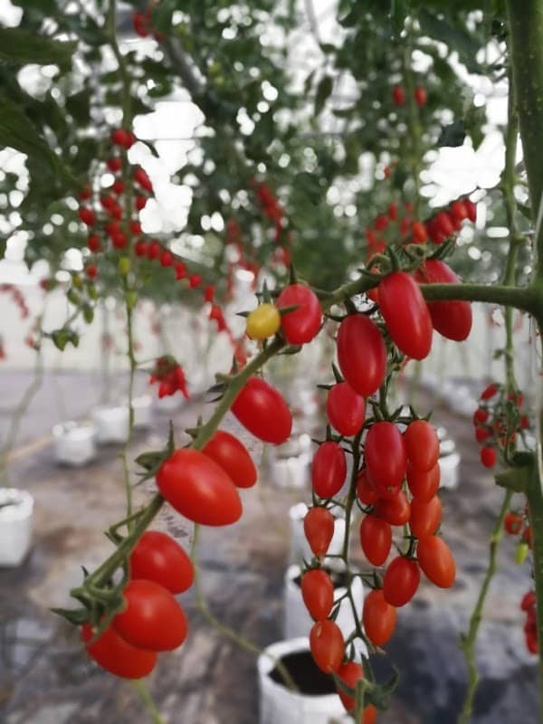 Guitar's Tomato Farm - Image 1