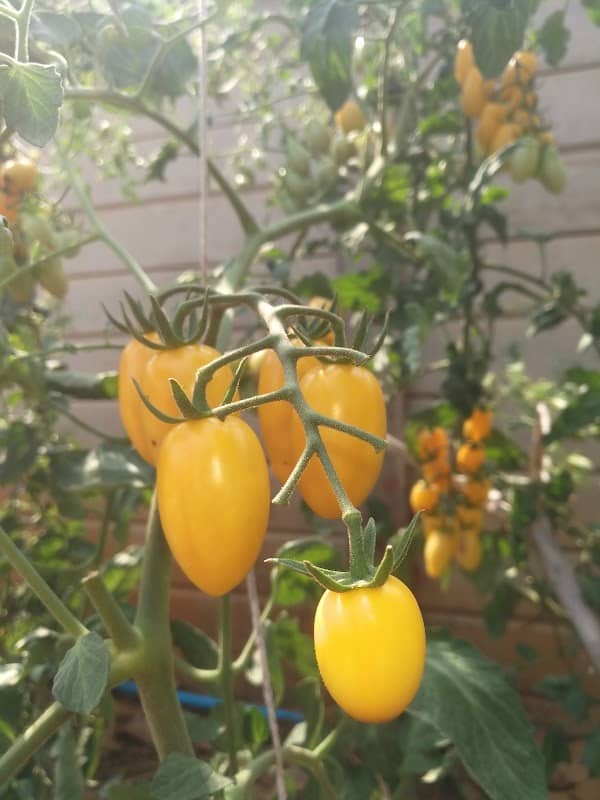 Guitar's Tomato Farm - Image 2
