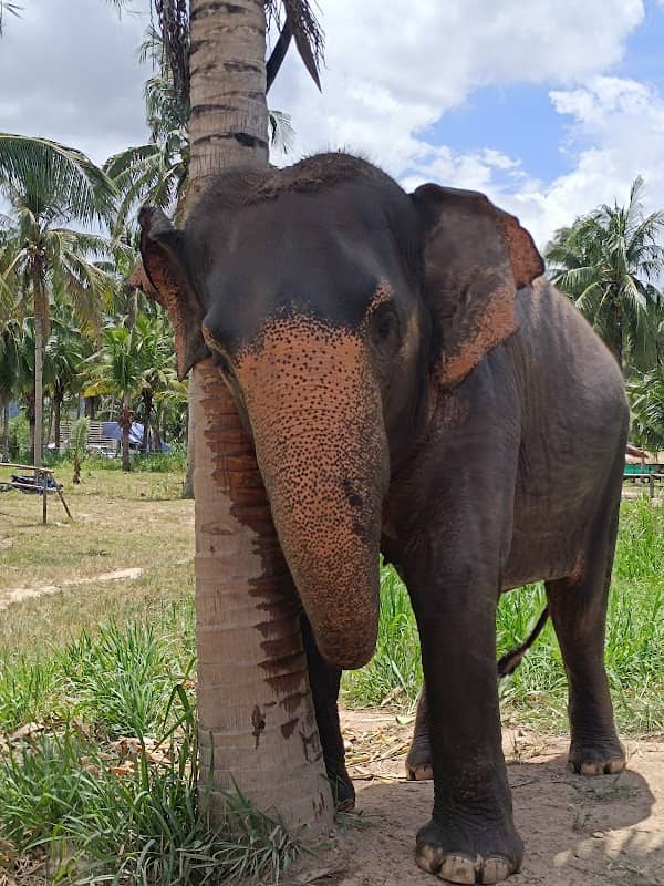 Pattaya Ethical Elephant Tour (Living Green Elephant Sanctuary) - Image 2