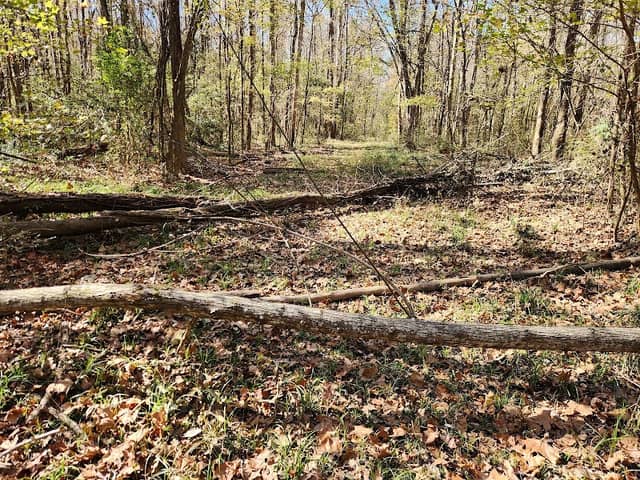 Fork Swamp Trailhead - Image 1