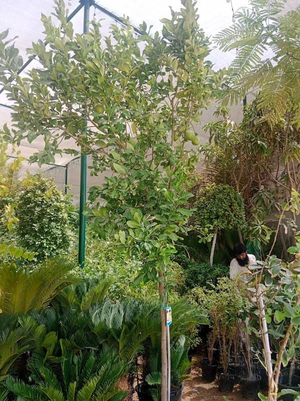JOORI FLOWERS - Image 1