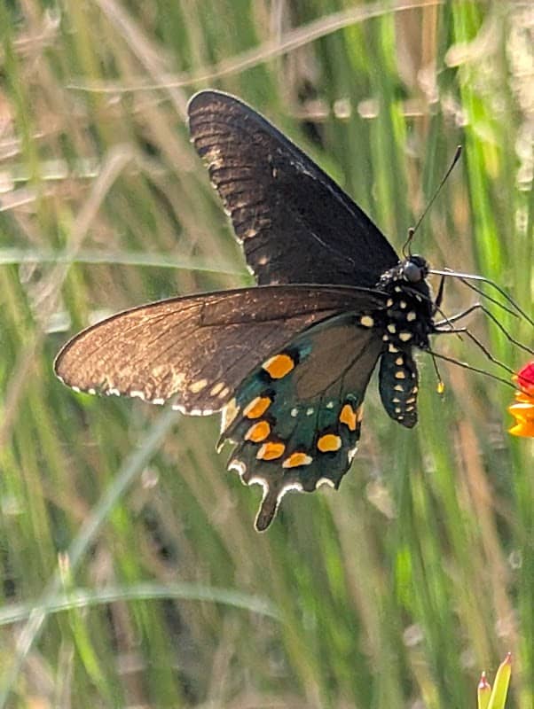 Keller Point Butterfly Garden - Image 2