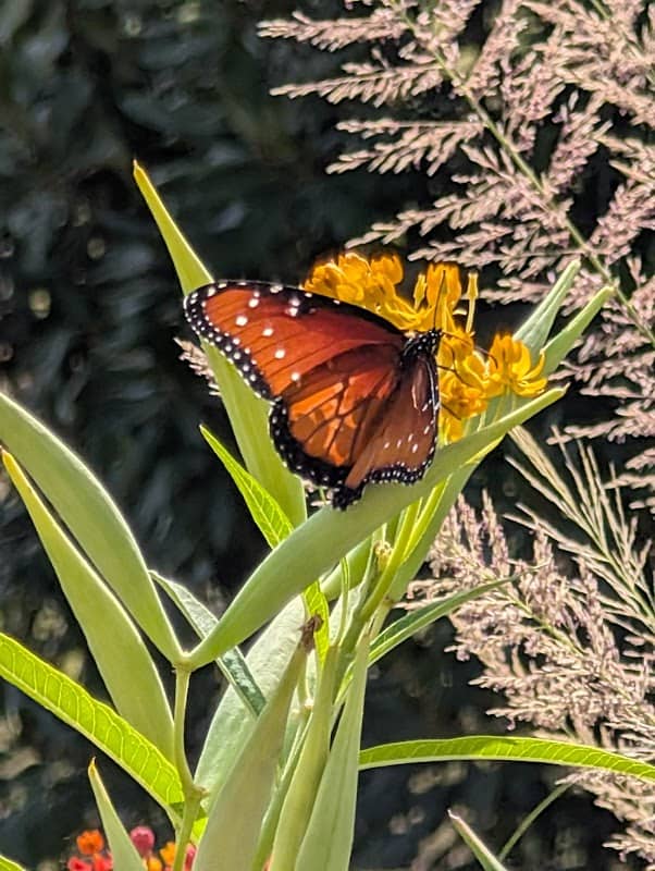Keller Point Butterfly Garden - Image 1