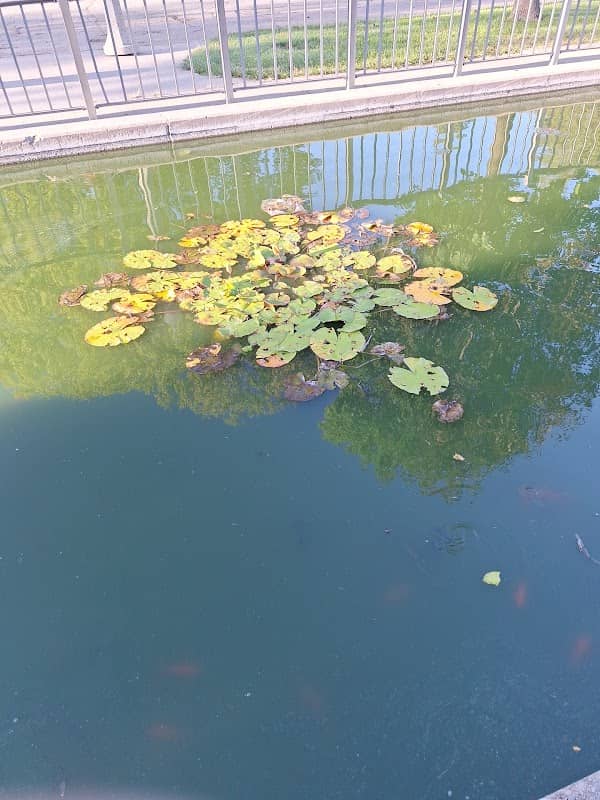 The Koi Fish Park - Image 1