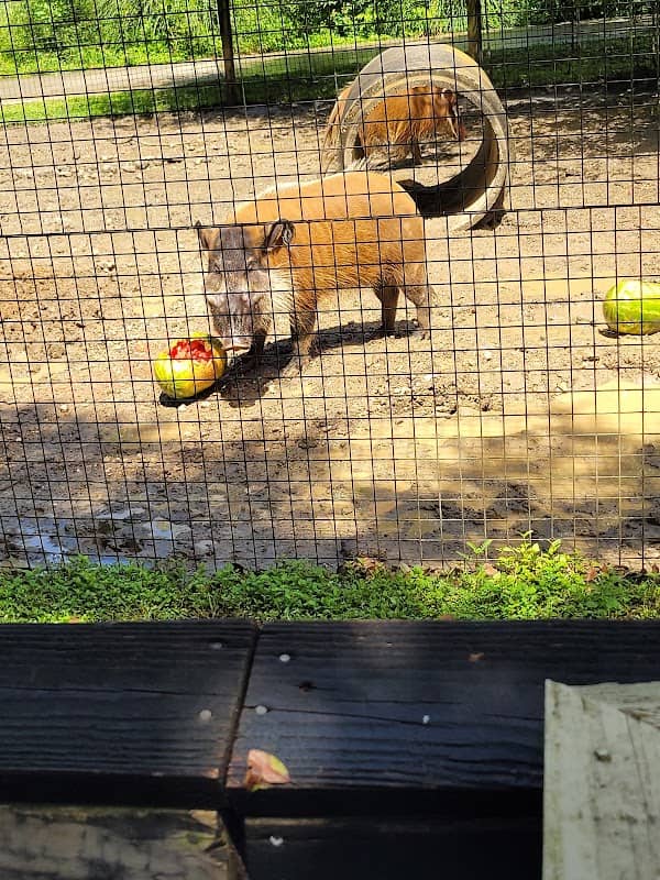 Zoosiana - Image 2