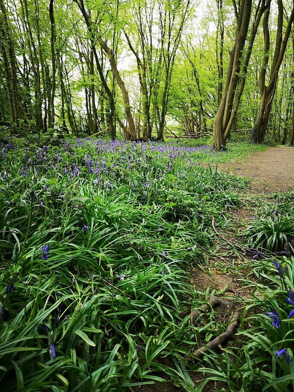 Fairlands Valley Park - Image 2