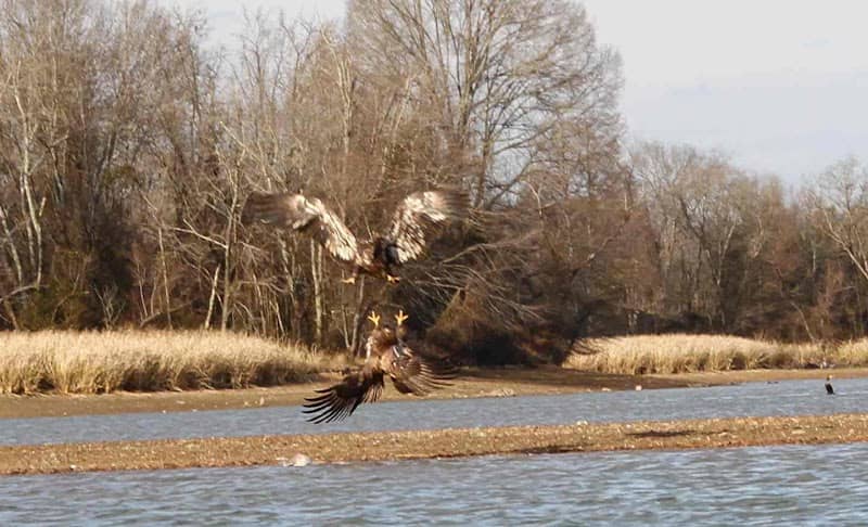 Chattanooga Guided Adventures Sandhill Crane Kayak Tour (Kayak Launch) - Image 3