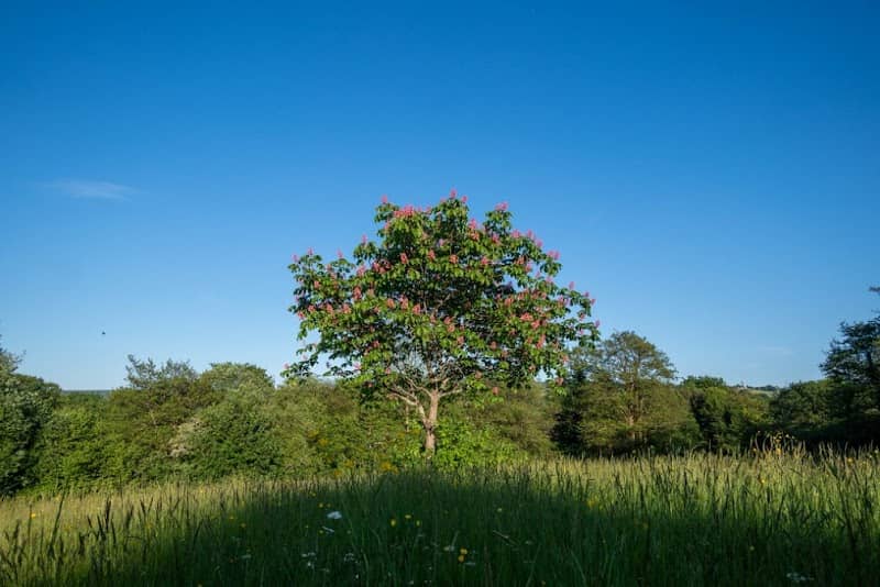 Sir Harold Finch Memorial Park - Image 1