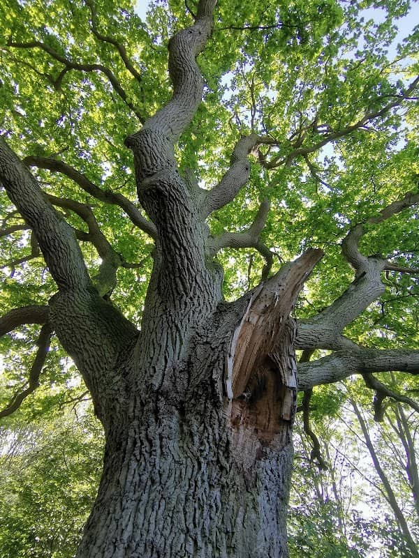 Great cornard, historic oak - Image 1