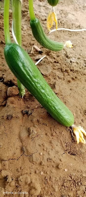 Sunil rose farm - Image 1