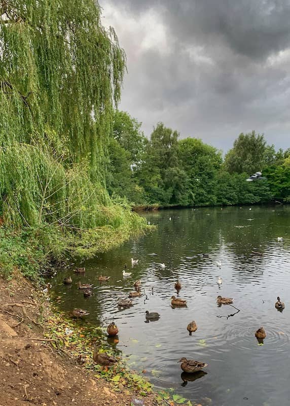 Tudor Grange Park Lake - Image 2