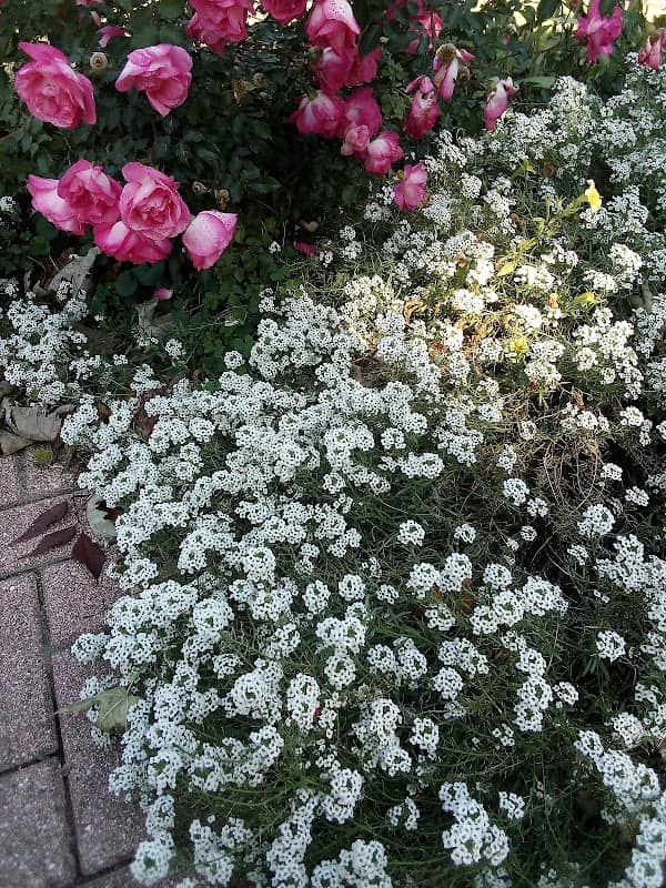 Prayer Garden - Image 1