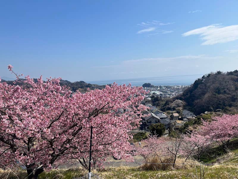 Yui Yachiyo Sakura - Image 1
