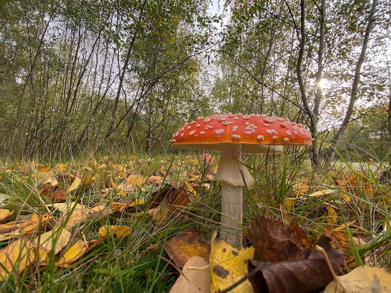Claybrookes Marsh Nature Reserve - Image 1
