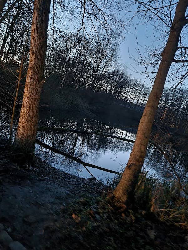 Naturwald Palsterkamp - Image 1