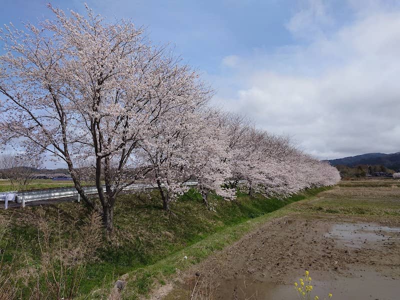 桜の木 - Image 1