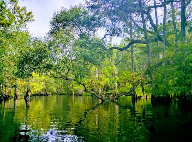 Fisheating Creek Wildlife Management Area - Image 2