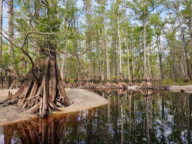Fisheating Creek Wildlife Management Area - Image 3