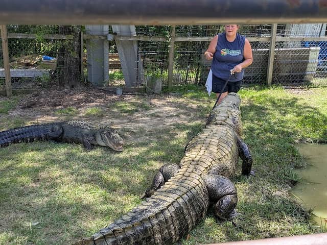 Kliebert & Son’s Gator Tours - Image 1