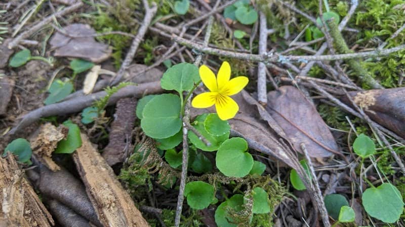 Linley Valley 1 - Image 3