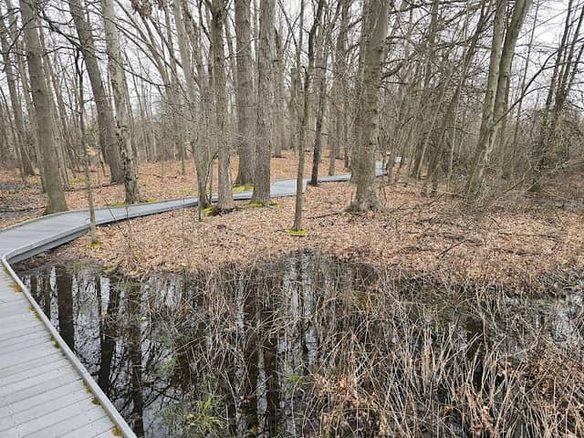 Frog Watch Site - Kent Bog Trail - Image 2