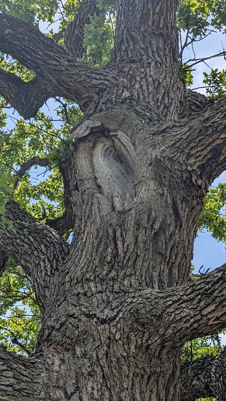 Daniel's Tree - Image 1