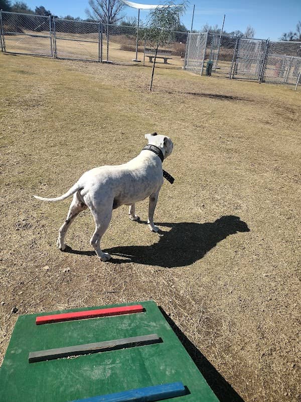 Nogales Dog Park - Image 2