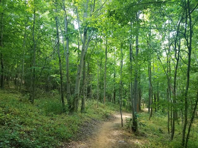 Forney Creek Trail Trailhead - Image 2