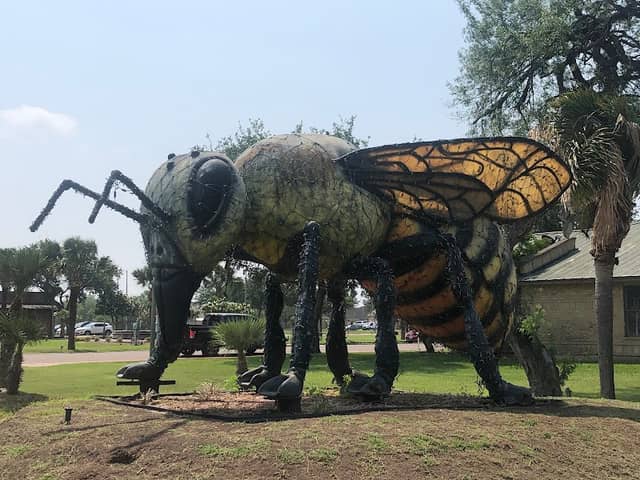 Worlds Largest Killer Bee - Image 1
