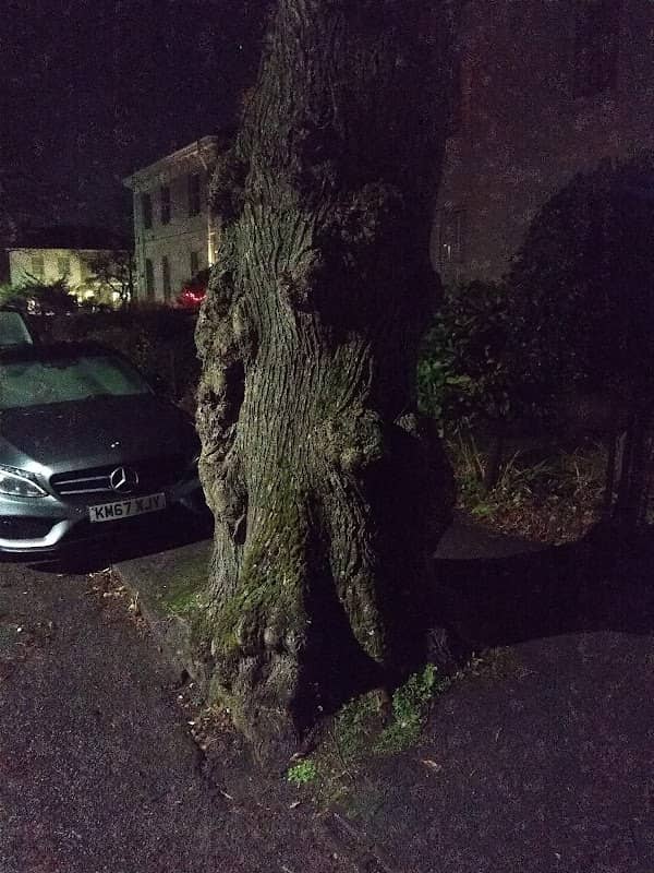 The Bear Tree - Image 2