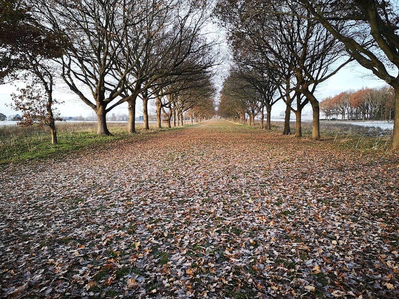 Althorp Tree Alley - Image 1