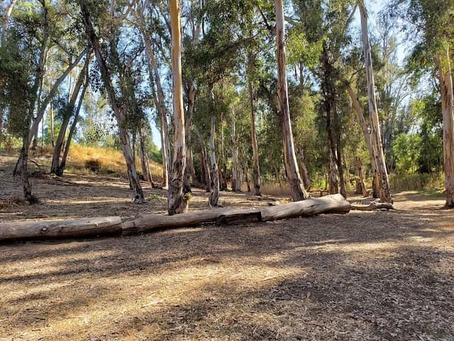Glen Arbor Park - Image 2