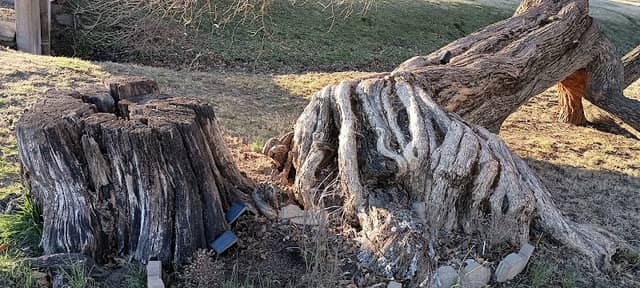The Lazarus Tree - Image 1