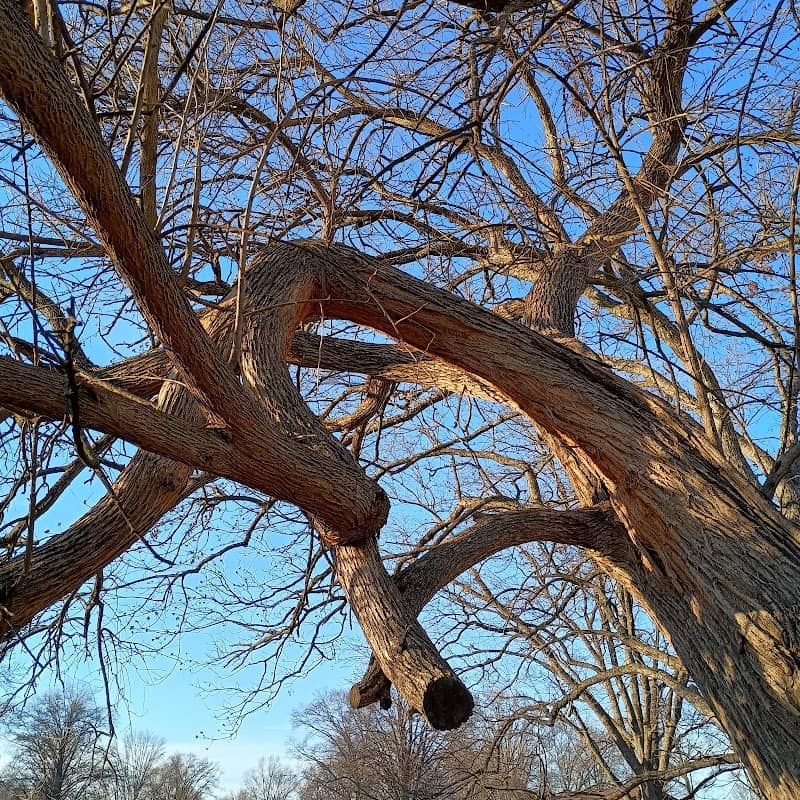 The Lazarus Tree - Image 2
