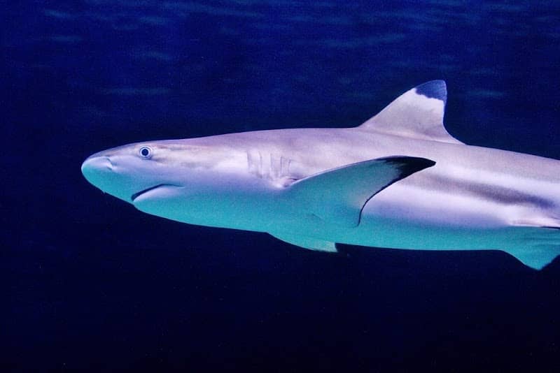 Hastings Aquarium - Image 1