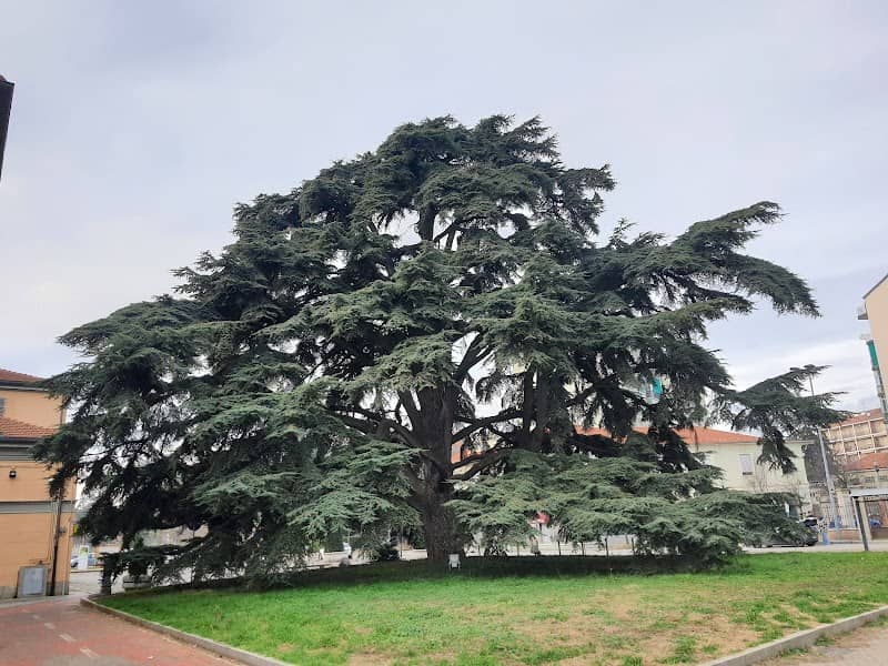 Cedro dell'Atlante - Image 1