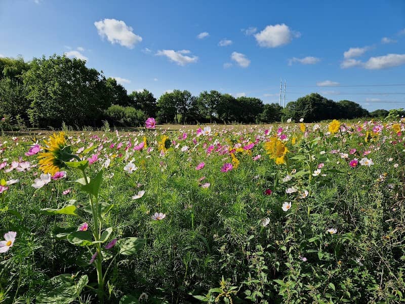 park De Musschenhorst - Image 2