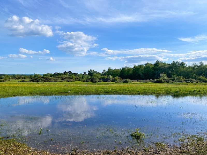 Greenham & Crookham Common Nature Reserve - Image 1