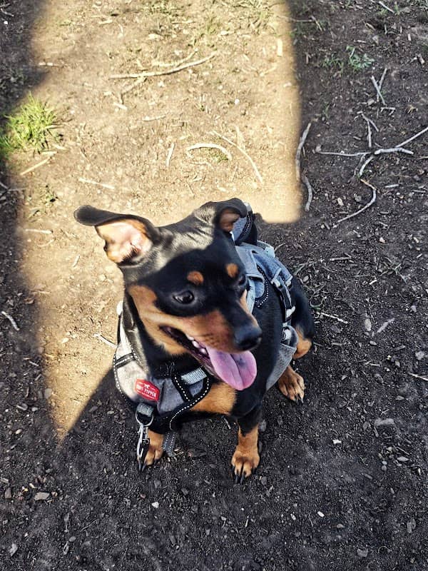 Columbus Bark Park - Image 2