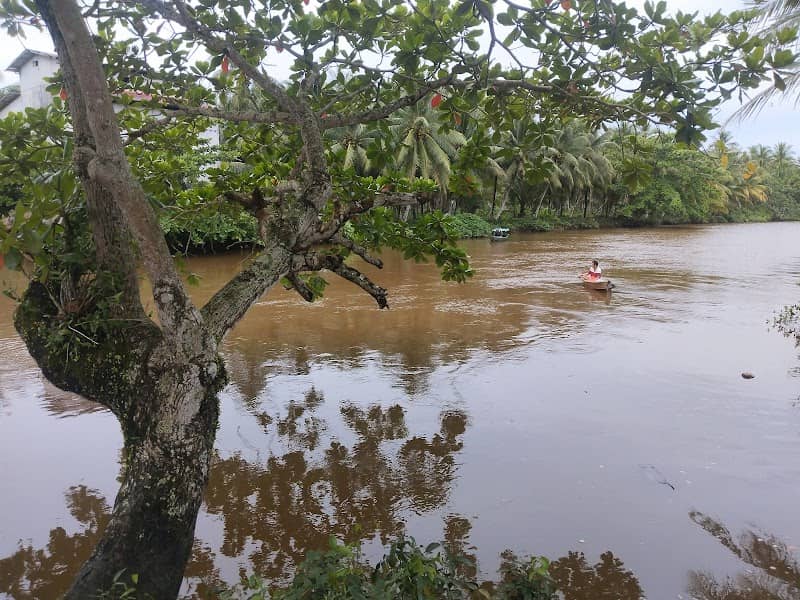 Jeruju Kecil laut - Image 2
