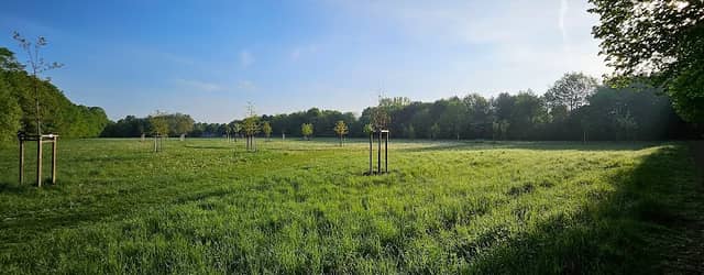 Spendenbäume im West Park - Image 2