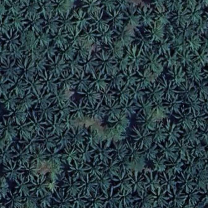 Hutan🌲 - Image 1
