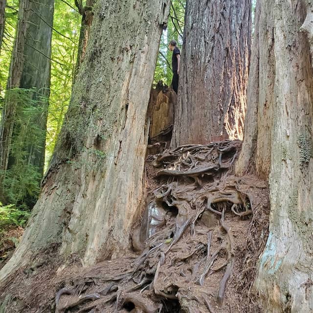 Big Tree Wayside - Image 2