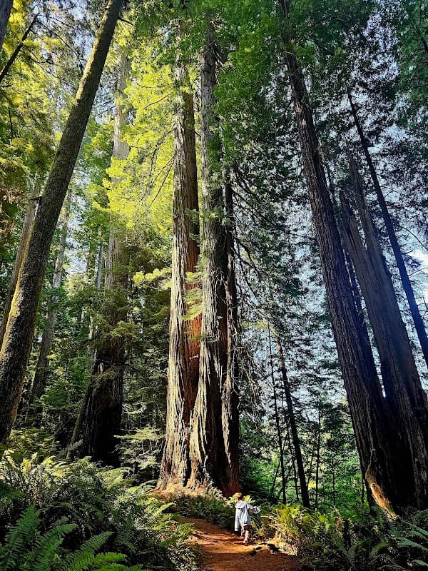 Big Tree Wayside - Image 1