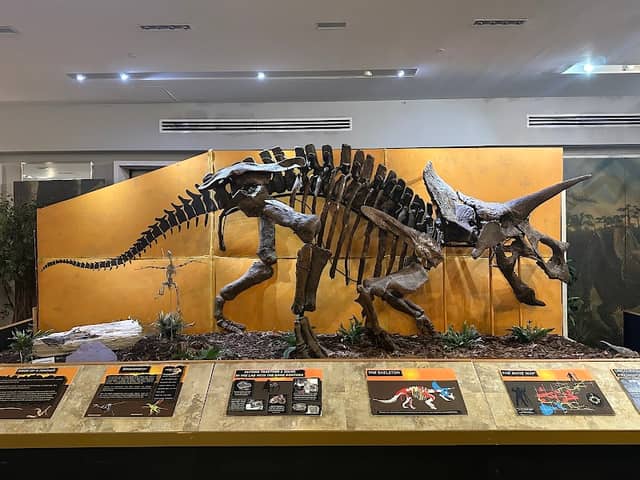 The Palm Beach Museum of Natural History - Image 1