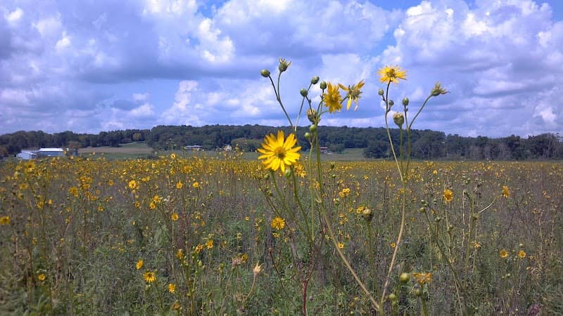 Faville Grove Sanctuary (Southern Wisconsin Bird Alliance) - Image 1