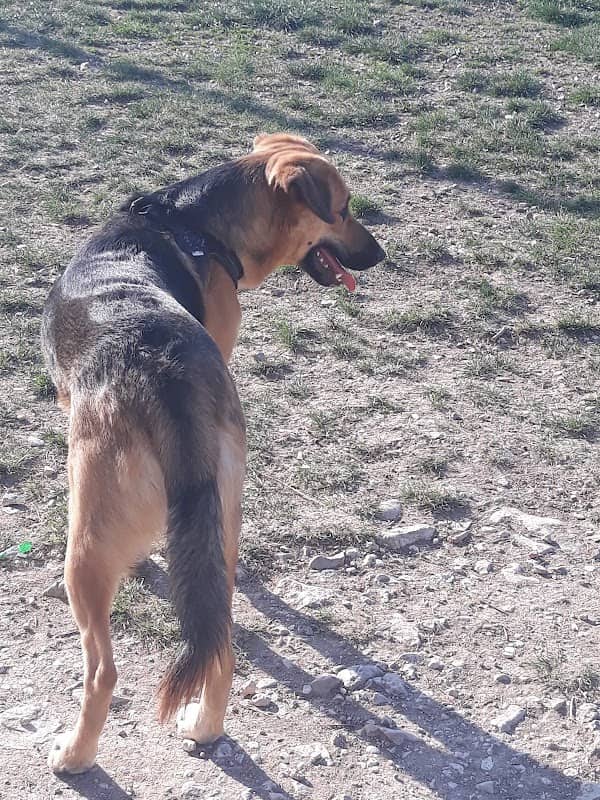 Parco per Cani - Image 1