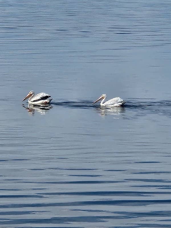 Heron Bay trail - Image 3