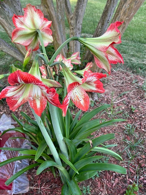 Adair park - Image 2