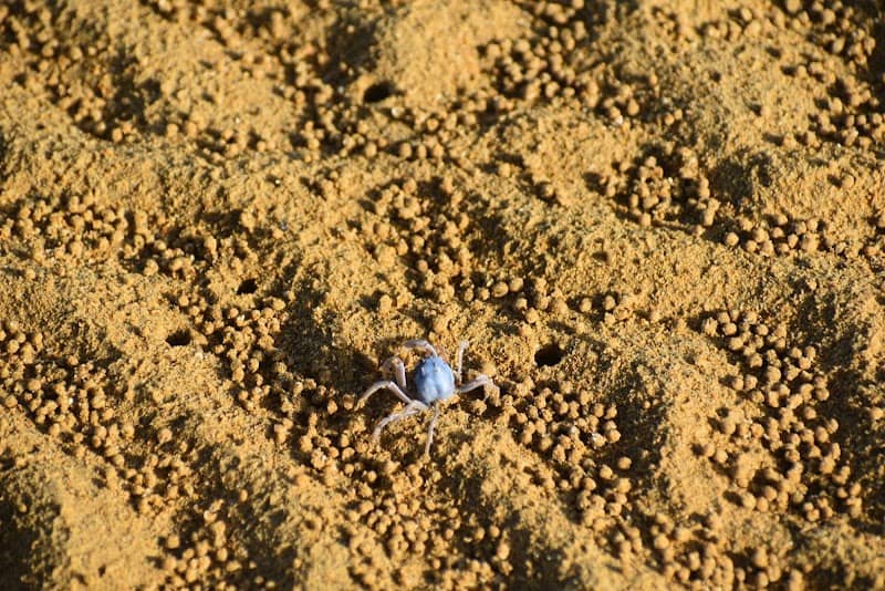 Katabaru Tidal Flats - Image 1